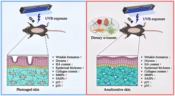 Graphical abstract: Dietary supplementation with α-ionone alleviates chronic UVB exposure-induced skin photoaging in mice