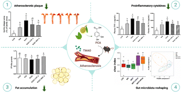 Graphical abstract: Protocatechuic acid alleviates TMAO-aggravated atherosclerosis via mitigating inflammation, regulating lipid metabolism, and reshaping gut microbiota