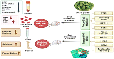 Graphical abstract: Molecular docking and in vivo protective effects of okra (Abelmoschus esculentus) against metabolic dysfunction in high-fat, high-sodium diet-fed rats