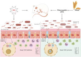 Graphical abstract: Wheat peptide alleviates DSS-induced colitis by activating the Keap1–Nrf2 signaling pathway and maintaining the integrity of the gut barrier