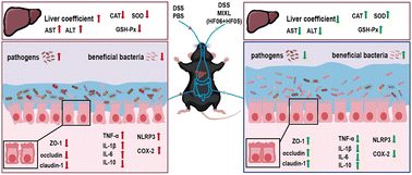 Graphical abstract: Anti-inflammatory probiotics HF05 and HF06 synergistically alleviate ulcerative colitis and secondary liver injury