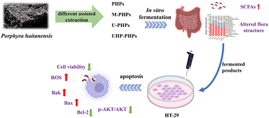 Graphical abstract: In vitro-simulated intestinal flora fermentation of Porphyra haitanensis polysaccharides obtained by different assisted extractions and their fermented products against HT-29 human colon cancer cells