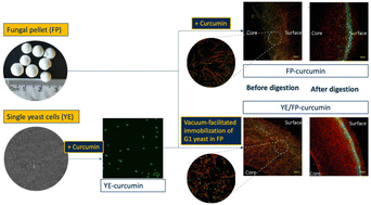 Graphical abstract: Filamentous fungal pellets as a novel and sustainable encapsulation matrix for exogenous bioactive compounds