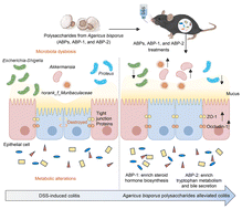 Graphical abstract: Agaricus bisporus polysaccharides ameliorate ulcerative colitis in mice by modulating gut microbiota and its metabolism