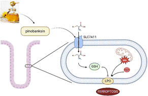 Graphical abstract: Pinobanksin ameliorated DSS-induced acute colitis mainly through modulation of SLC7A11/glutathione-mediated intestinal epithelial ferroptosis