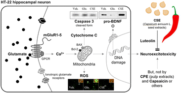 Graphical abstract: A Capsicum annuum L. seed extract exerts anti-neuroexcitotoxicity in HT22 hippocampal neurons