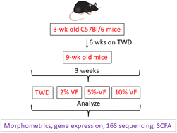 Graphical abstract: A type 4 resistant potato starch alters the cecal microbiome and gene expression in mice fed a western diet based on NHANES data