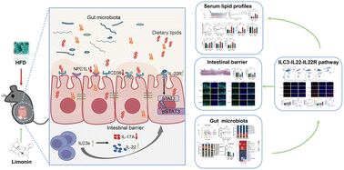 Graphical abstract: Limonin alleviates high-fat diet-induced dyslipidemia by regulating the intestinal barrier via the microbiota-related ILC3–IL22–IL22R pathway