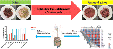 Graphical abstract: Benefits of Monascus anka solid-state fermentation for quinoa polyphenol bioaccessibility and the anti-obesity effect linked with gut microbiota