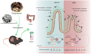 Graphical abstract: Modulatory effects of fermented Polygonatum cyrtonema Hua on immune homeostasis and gut integrity in a dextran-sulfate-sodium-induced colitis model
