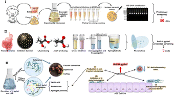 Graphical abstract: Characterization, mechanism and in vivo validation of Helicobacter pylori antagonism by probiotics screened from infants’ feces and oral cavity