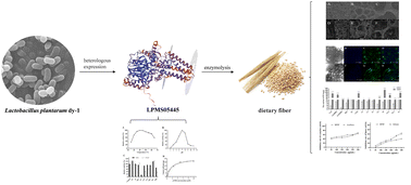 Graphical abstract: Heterologous expression and enzymatic characteristics of sulfatase from Lactobacillus plantarum dy-1