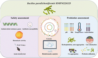 Graphical abstract: Molecular identification and safety assessment of the potential probiotic strain Bacillus paralicheniformis HMPM220325 isolated from artisanal fruit dairy products