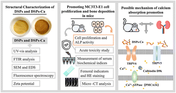 Graphical abstract: Structural characterisation of deer sinew peptides as calcium carriers, their promotion of MC3T3-E1 cell proliferation and their effect on bone deposition in mice