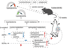 Graphical abstract: The synergism of Lactobacillaceae, inulin, polyglucose, and aerobic exercise ameliorates hyperglycemia by modulating the gut microbiota community and the metabolic profiles in db/db mice