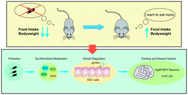 Graphical abstract: Streptococcus salivarius subsp. thermophilus CCFM1312 enhanced mice resilience to activity-based anorexia