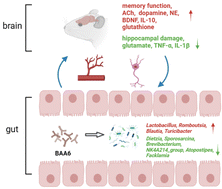 Graphical abstract: Bifidobacterium animalis subsp. lactis A6 attenuates hippocampal damage and memory impairments in an ADHD rat model