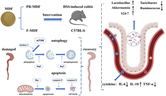 Graphical abstract: Ameliorative effect of bound polyphenols in mung bean coat dietary fiber on DSS-induced ulcerative colitis in mice: the intestinal barrier and intestinal flora