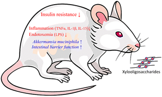 Graphical abstract: Xylooligosaccharides ameliorate insulin resistance by increasing Akkermansia muciniphila and improving intestinal barrier dysfunction in gestational diabetes mellitus mice