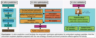 Graphical abstract: In silico prediction aided preparation of antioxidant soybean peptides by enzymatic hydrolysis for ameliorating lead exposure-induced toxicity