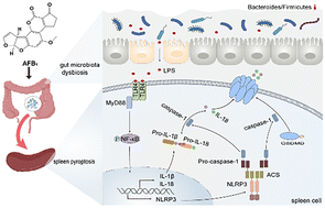 Graphical abstract: Aflatoxin B1 exposure causes splenic pyroptosis by disturbing the gut microbiota-immune axis