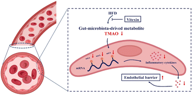 Graphical abstract: Protective effect of vitexin against high fat-induced vascular endothelial inflammation through inhibiting trimethylamine N-oxide-mediated RNA m6A modification