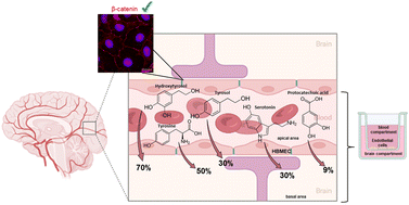 Graphical abstract: In vitro study of the blood–brain barrier transport of bioactives from Mediterranean foods