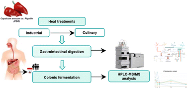 Graphical abstract: Industrial and culinary treatments applied to Piquillo pepper (Capsicum annuum cv. Piquillo) impact positively on (poly)phenols’ bioaccessibility and gut microbiota catabolism