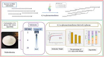 Graphical abstract: Insights into the catalytic properties of 4,3-α-glucanotransferase to guide the biofabrication of α-glucans with low digestibility