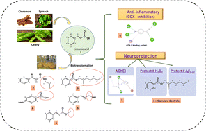 Graphical abstract: New neuroprotective derivatives of cinnamic acid by biotransformation