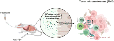 Graphical abstract: Fucoidan enhances the anti-tumor effect of anti-PD-1 immunotherapy by regulating gut microbiota