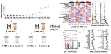 Graphical abstract: Dynamic response of different types of gut microbiota to fructooligosaccharides and inulin