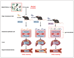 Graphical abstract: Cholesterol lowering in diet-induced hypercholesterolemic mice using Lactobacillus bile salt hydrolases with different substrate specificities