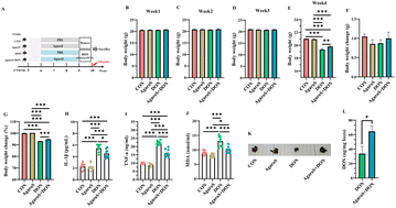 Graphical abstract: Agaro-oligosaccharides mitigate deoxynivalenol-induced intestinal inflammation by regulating gut microbiota and enhancing intestinal barrier function in mice