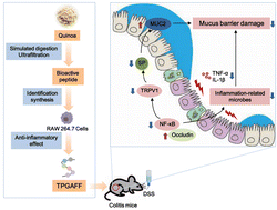 Graphical abstract: A quinoa peptide protects impaired mucus barriers in colitis mice by inhibiting NF-κB-TRPV1 signaling and regulating the gut microbiota