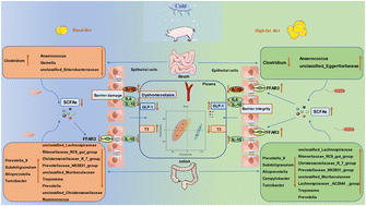 Graphical abstract: Dietary-fat supplementation alleviates cold temperature-induced metabolic dysbiosis and barrier impairment by remodeling gut microbiota