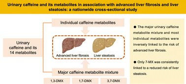Graphical abstract: Urinary caffeine and its metabolites in association with advanced liver fibrosis and liver steatosis: a nationwide cross-sectional study