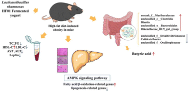Graphical abstract: Lacticaseibacillus rhamnosus HF01 fermented yogurt alleviated high-fat diet-induced obesity and hepatic steatosis via the gut microbiota–butyric acid–hepatic lipid metabolism axis