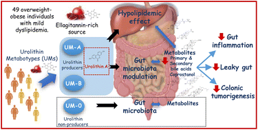Graphical abstract: Urolithin A production drives the effects of pomegranate on the gut microbial metabolism of bile acids and cholesterol in mild dyslipidaemic overweight and obese individuals