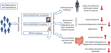 Graphical abstract: Effects of germinated brown rice and germinated black rice on people with type 2 diabetes mellitus combined with dyslipidaemia