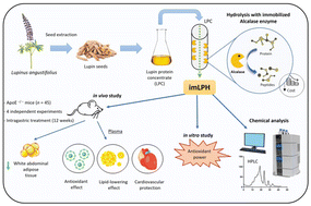 Graphical abstract: Characterisation and beneficial effects of a Lupinus angustifolius protein hydrolysate obtained by immobilisation of the enzyme alcalase®