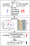 Graphical abstract: A CDAHFD-induced mouse model mimicking human NASH in the metabolism of hepatic phosphatidylcholines and acyl carnitines