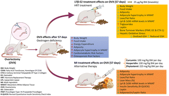 Graphical abstract: Combined supplementation with hesperidin, phytosterols and curcumin decreases adiposity and improves metabolic health in ovariectomized rats