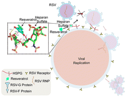 Graphical abstract: Resveratrol inhibits respiratory syncytial virus replication by targeting heparan sulfate proteoglycans