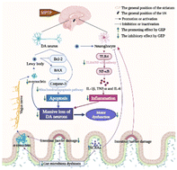 Graphical abstract: Gastrodia elata polysaccharide alleviates Parkinson's disease via inhibiting apoptotic and inflammatory signaling pathways and modulating the gut microbiota