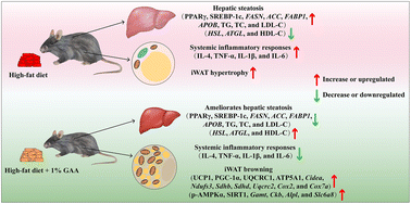 Graphical abstract: Guanidinoacetic acid ameliorates hepatic steatosis and inflammation and promotes white adipose tissue browning in middle-aged mice with high-fat-diet-induced obesity