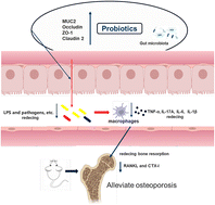 Graphical abstract: Bifidobacterium improves oestrogen-deficiency-induced osteoporosis in mice by modulating intestinal immunity