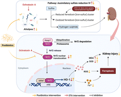 Graphical abstract: Tropical postbiotics alleviate the disorders in the gut microbiota and kidney damage induced by ochratoxin A exposure