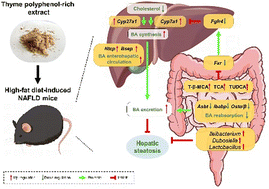 Graphical abstract: Mitigation of high-fat diet-induced hepatic steatosis by thyme (Thymus quinquecostatus Celak) polyphenol-rich extract (TPE): insights into gut microbiota modulation and bile acid metabolism