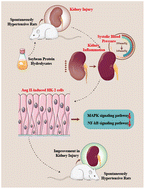 Graphical abstract: Soybean-derived antihypertensive hydrolysates attenuate Ang II-induced renal damage by modulating MAPK and NF-κB signaling pathways